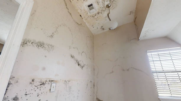 Reliable South Sioux City, NE Mold Removal Solutions