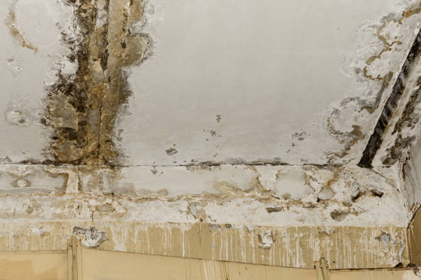 Best Black Mold Removal  in South Sioux City, NE