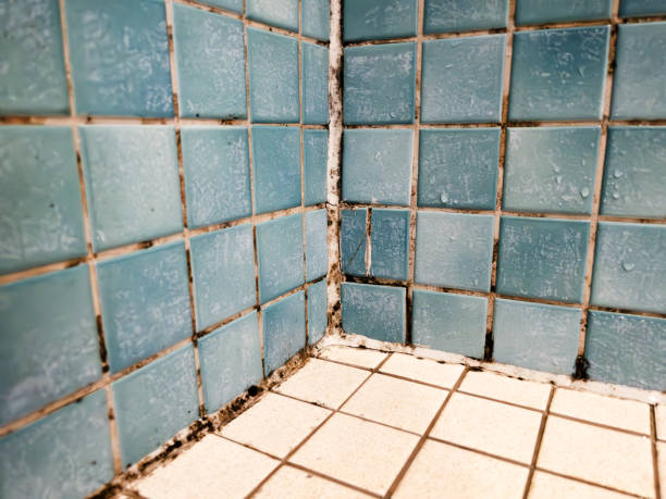 Best Mold Remediation for Healthcare Facilities  in South Sioux City, NE