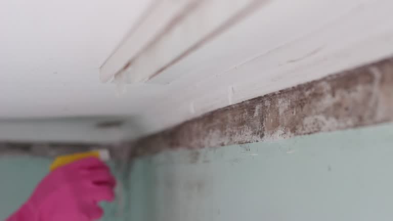 Best Asbestos and Lead Testing During Mold Inspection  in South Sioux City, NE